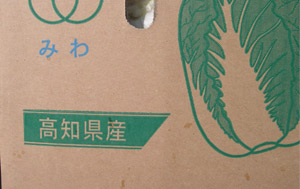 安全、美味しさにこだわり高知県産の白菜です